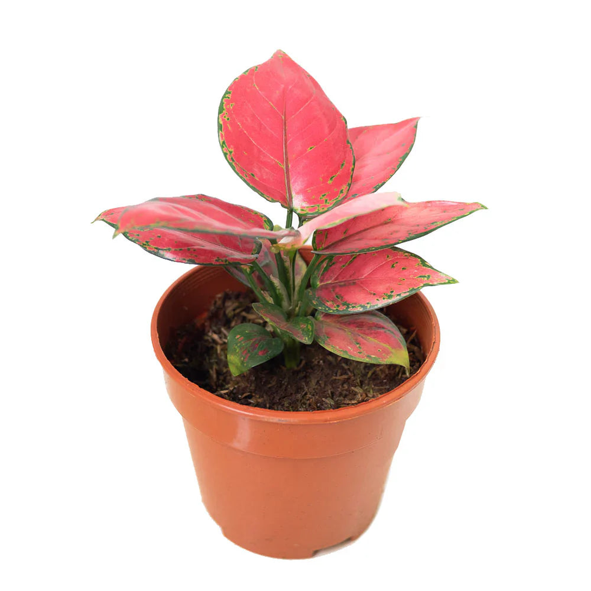 Aglaonema Flower Seeds  Heirloom, Non-GMO, Cottage Garden Essential