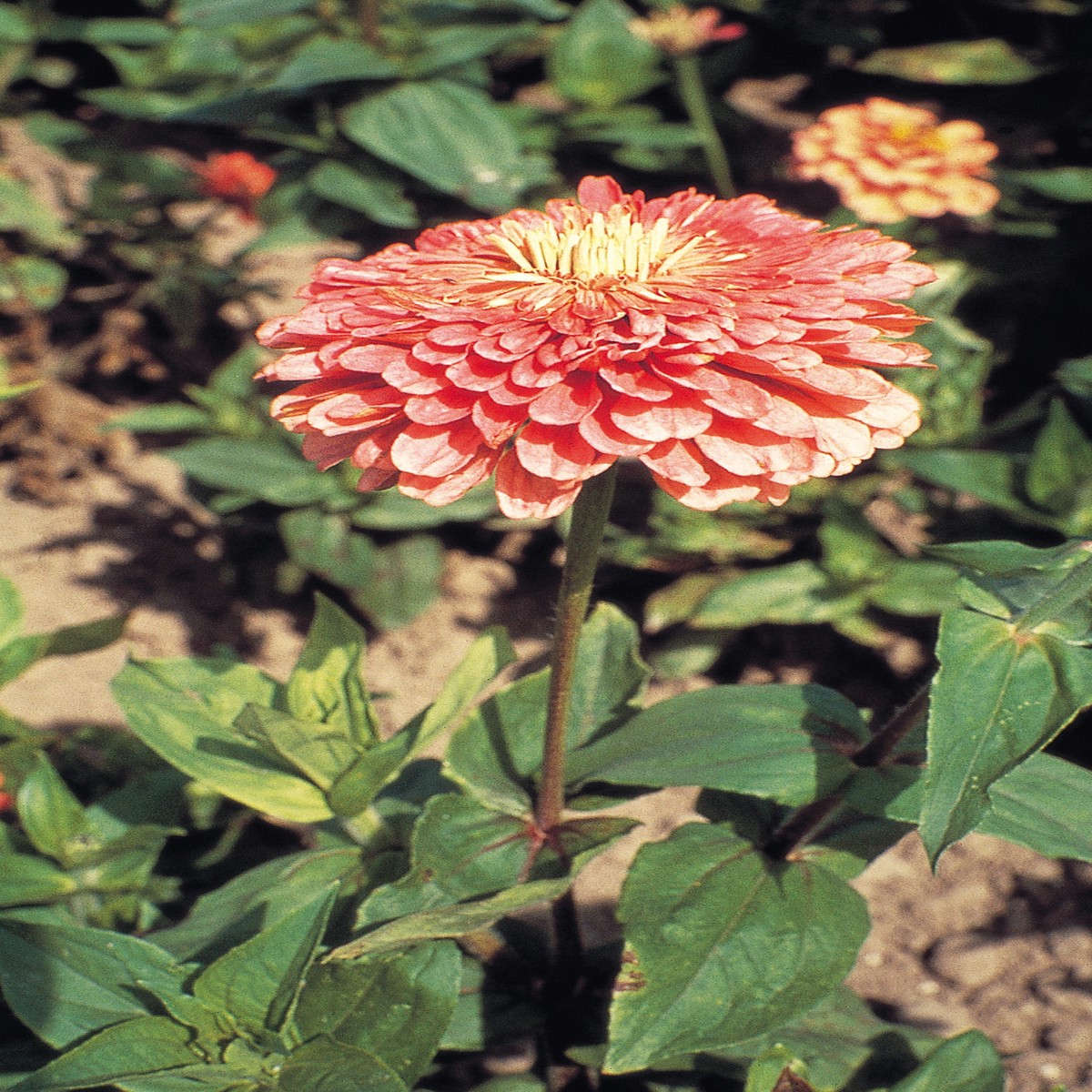 Benary's Giant Salmon Rose