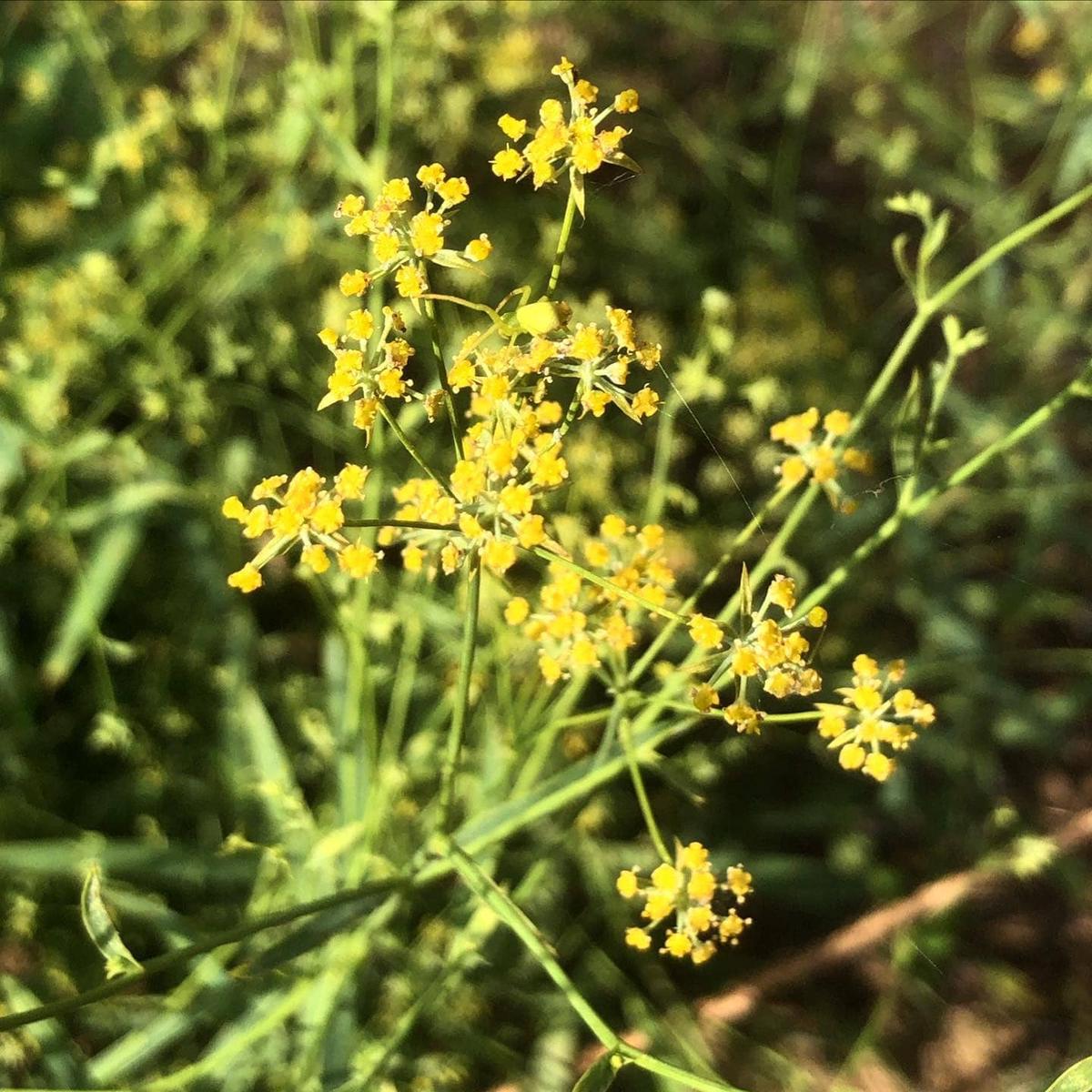 Bupleurum falcatum Flower Seeds for Planting Heirloom, Non-GMO, Pollinator-Friendly, Perennial