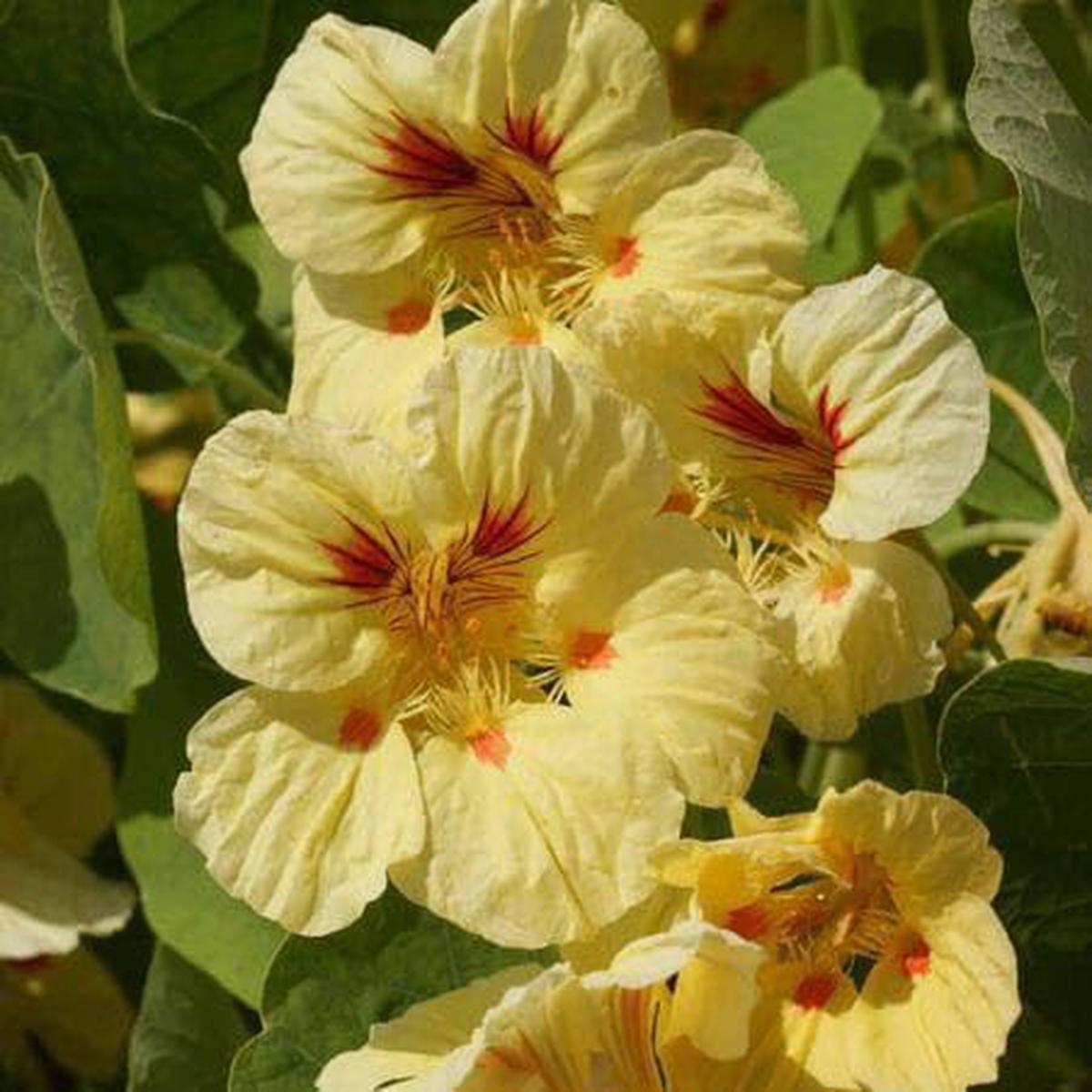 Cream Yellow Nasturtium Seeds - Heirloom, Non-GMO, High Germination, Garden Favorite