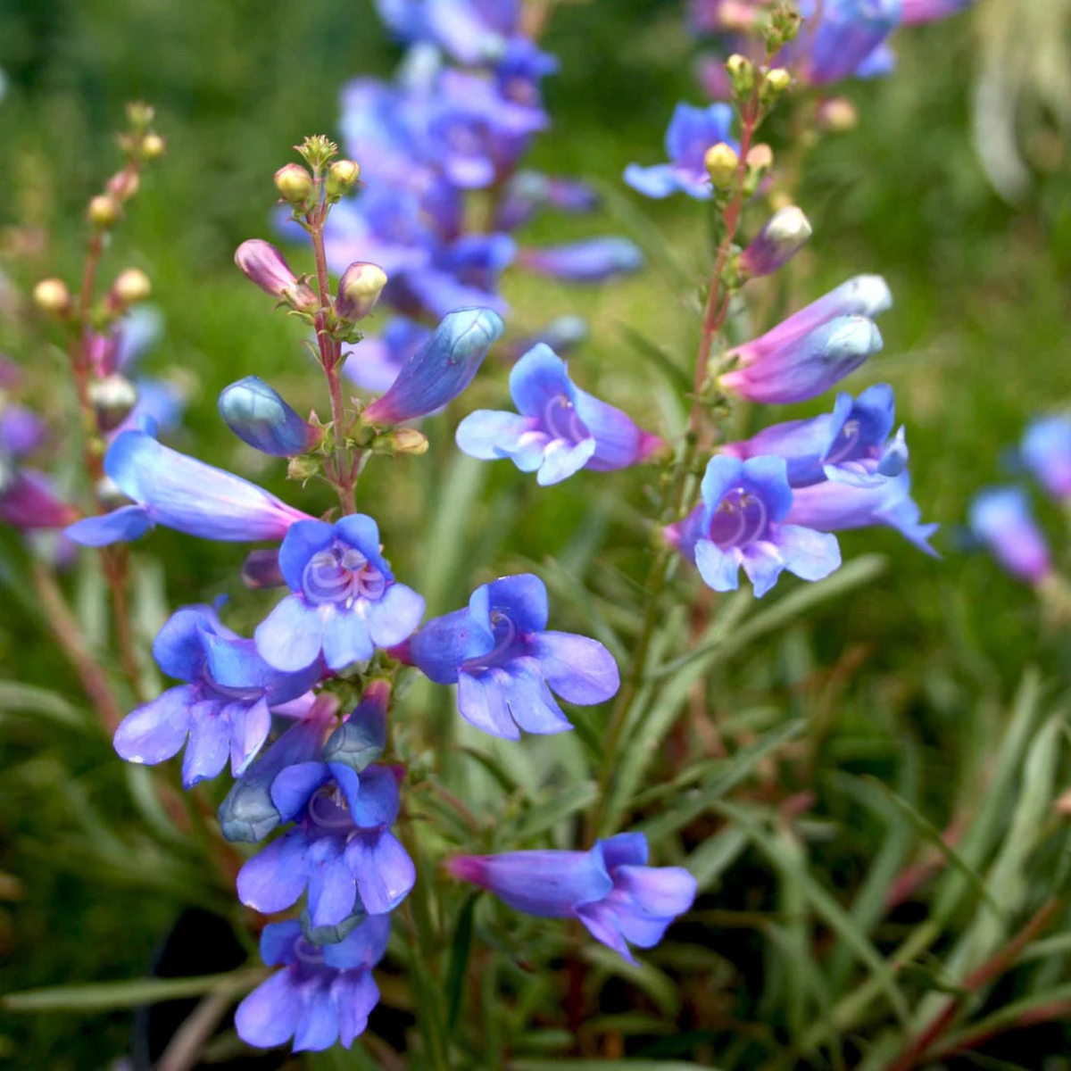 Heterophyllus Blue Flower Seeds for Planting Organic, Heirloom, Non-GMO