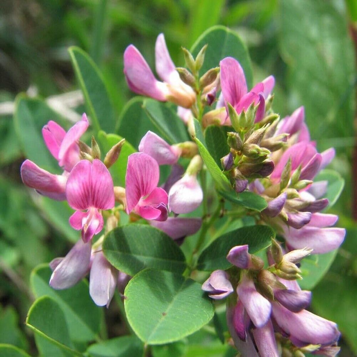 Lespedeza Bicolor Flower Seeds for Planting - Heirloom, Non-GMO, Long Bloom, High Germination