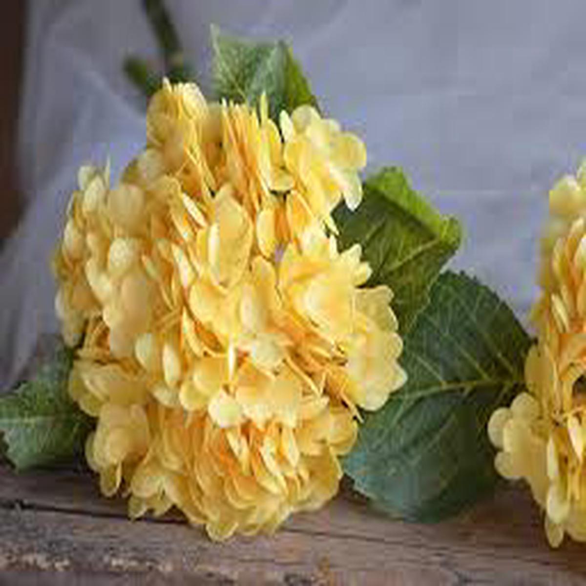 Light Yellow Hydrangea Flower Seeds for Planting Cut Flower Favorite, Heirloom & Non-GMO, 100pcs