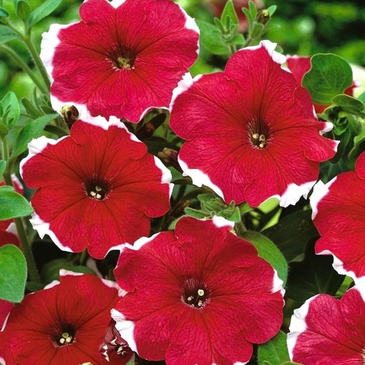 Petunia Freedom Salmon Seeds for Planting Hanging Baskets Urban Garden