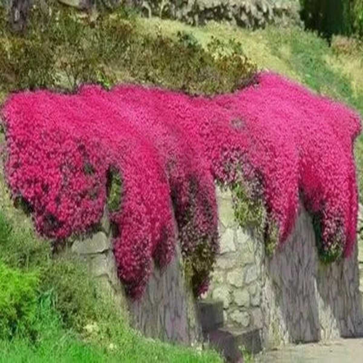 Red Creeping Thyme Seeds for Planting Groundcover Non-GMO FRESH Heirloom