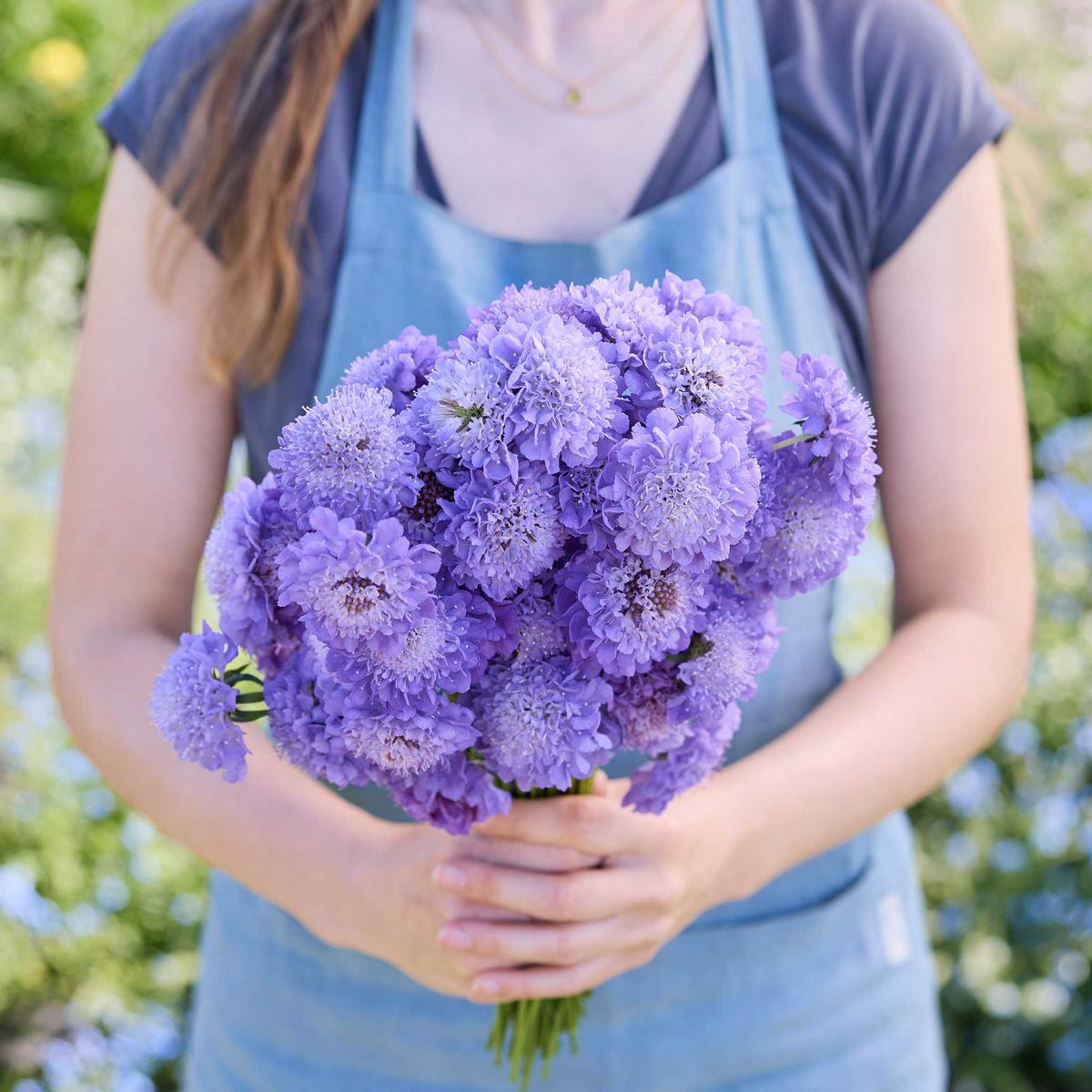 Scabiosa Seeds - Blue Cockade