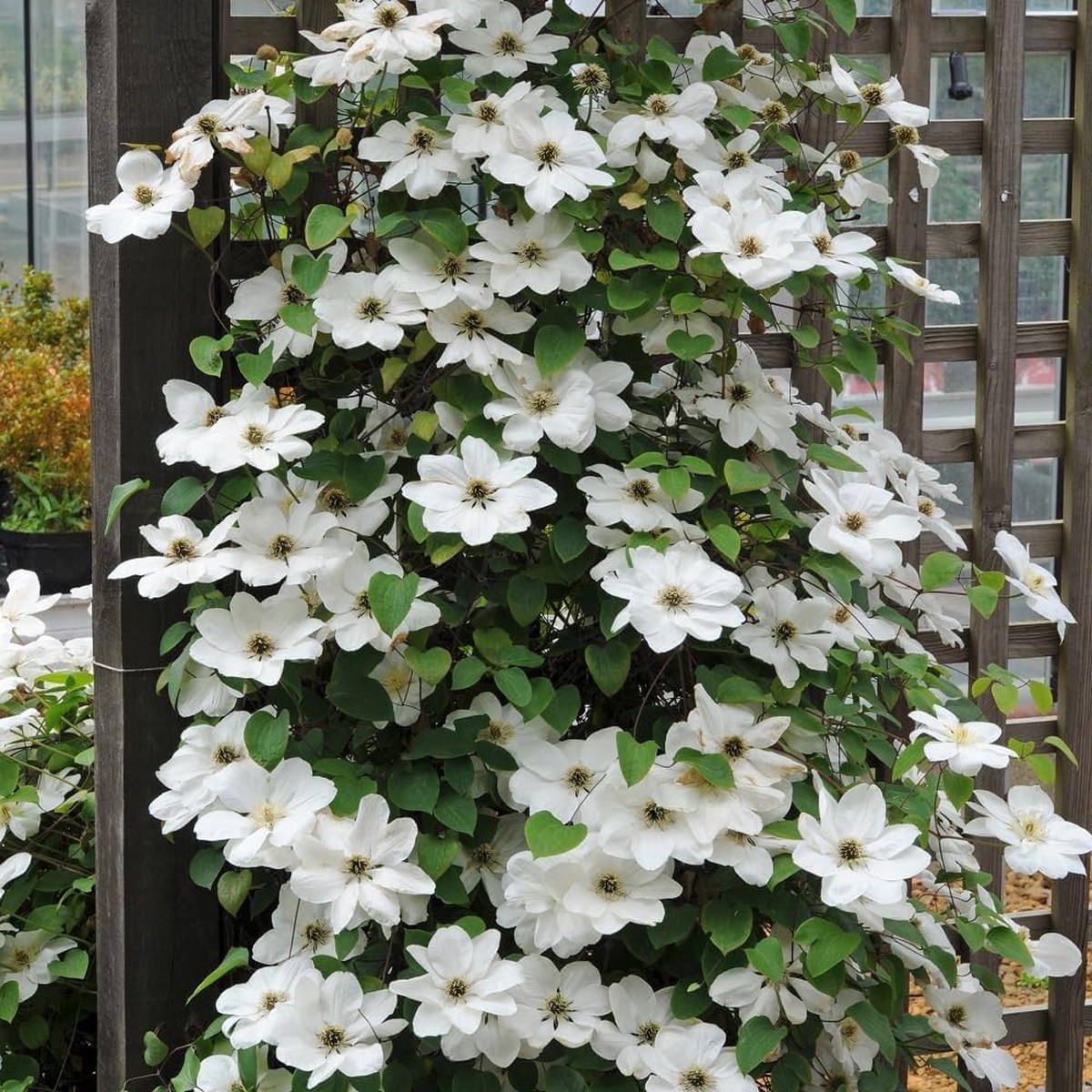White Clematis Clematis Florida Bulbs for Planting flower bed trellis