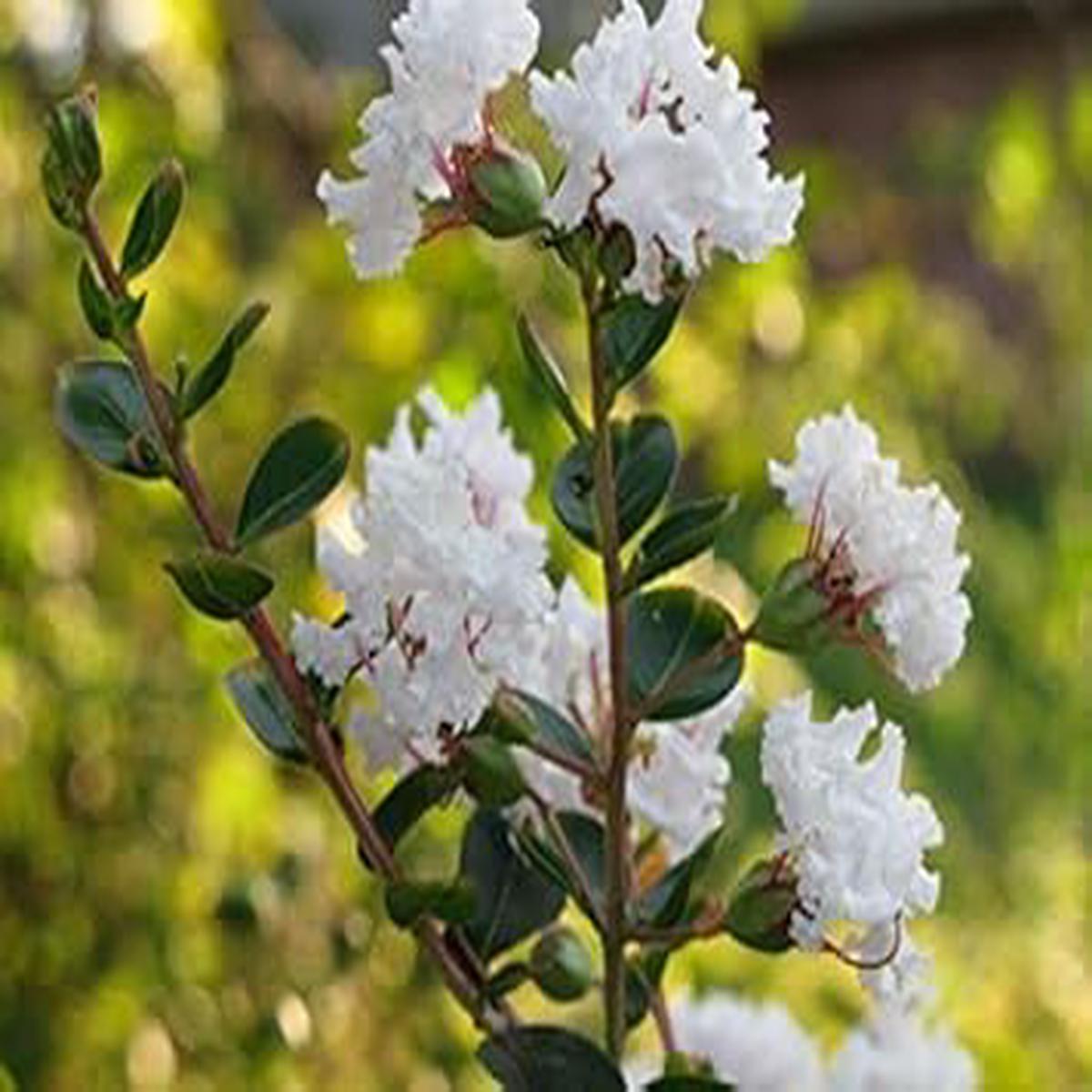 White Crepe Myrtle Flower Seeds for Planting - 100 pcs