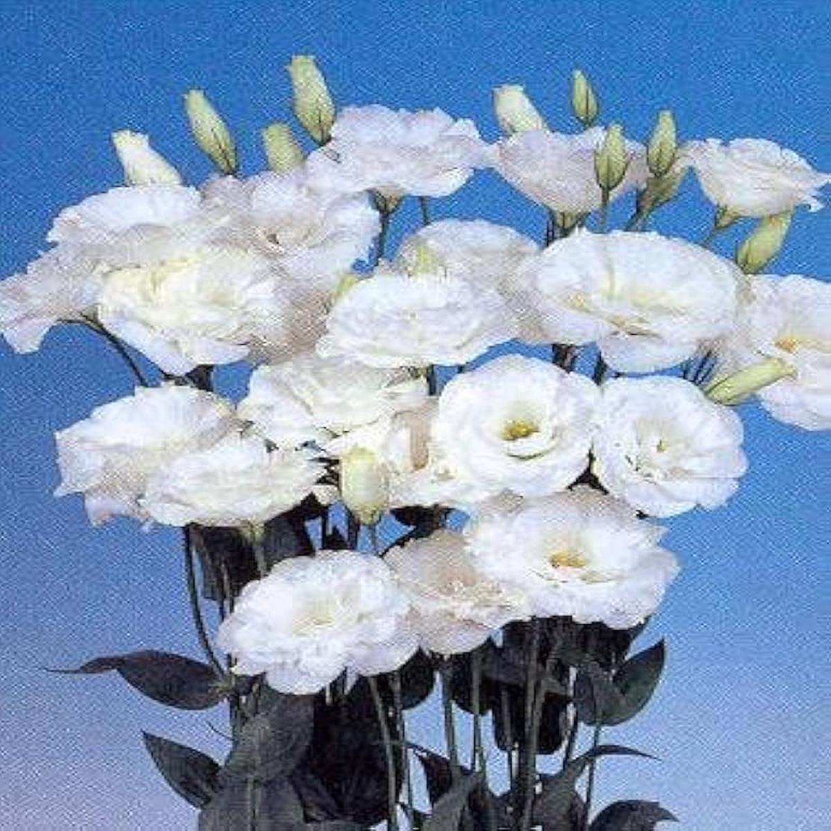 White Lisianthus Eustoma Griflorum Pure Echo Flower For Planting Ideal For Elegant Garden Beds