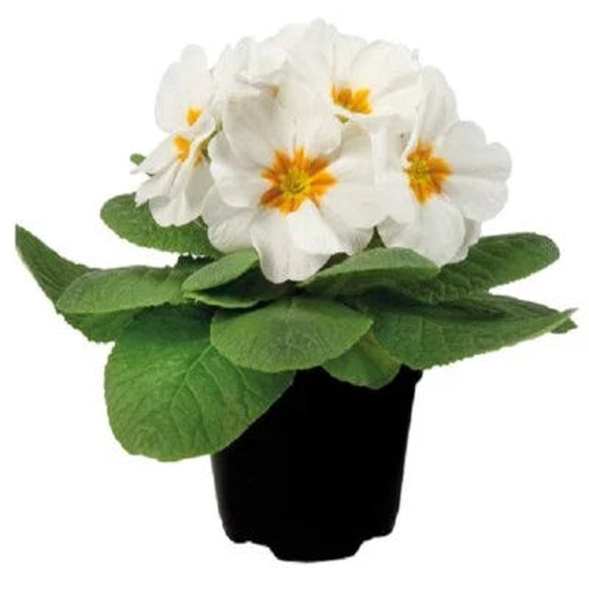 White Primula Planting Primula Early Primrose Planting Heirloom Non Gmo Drought Tolerant