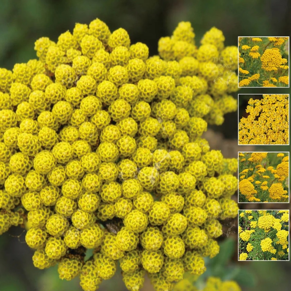 Yellow Ageratum Seeds Lonas inodora Seeds