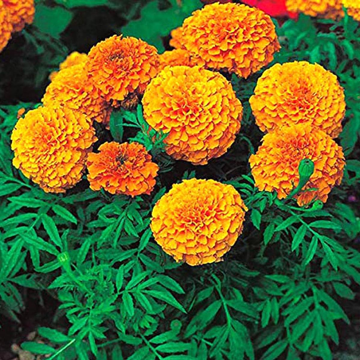 African Marigold Orange Seeds  Tagetes Erecta Days to Bloom