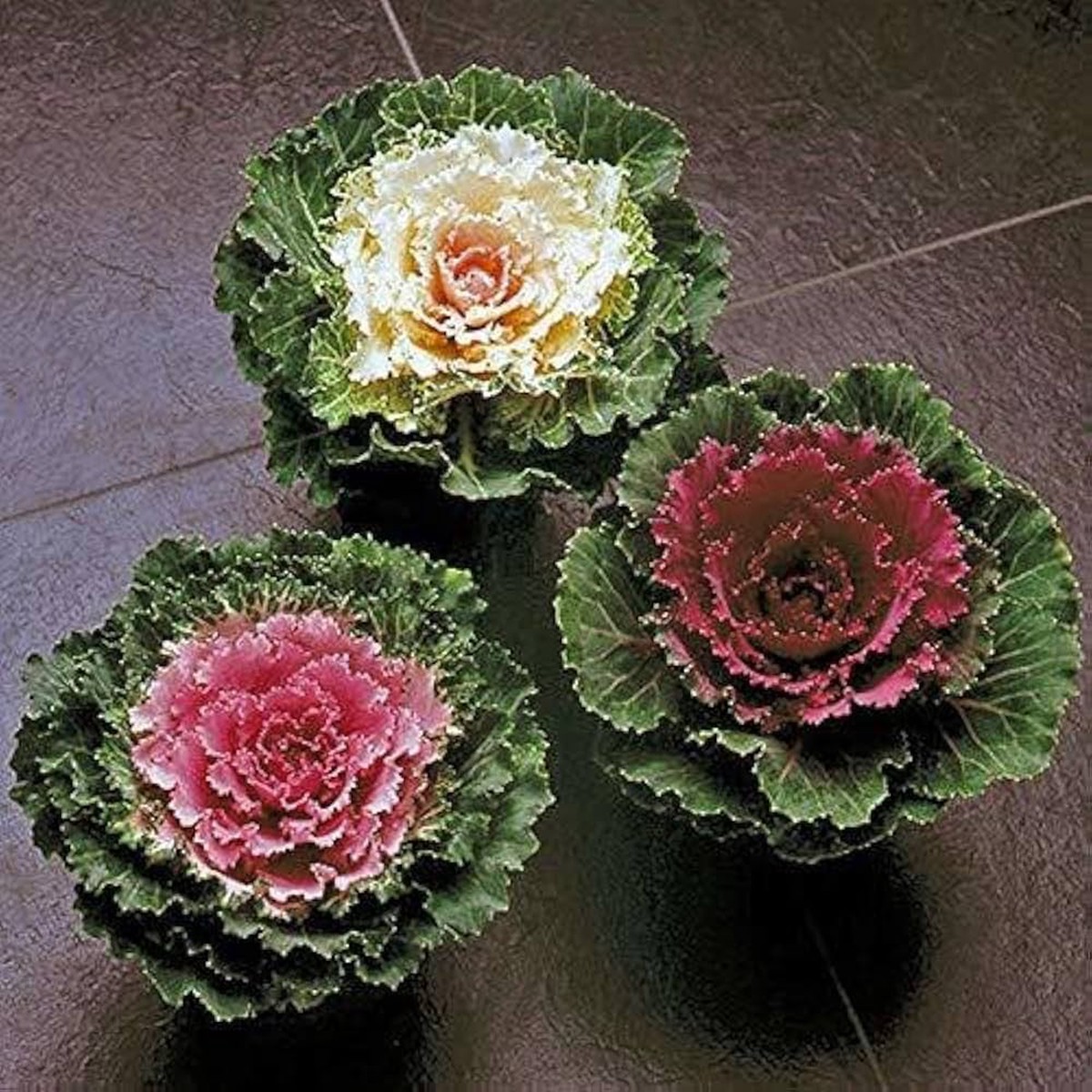 Kale Brassica Oleracea Ornamental Vegetable Seeds for Planting Suitable for Winter Garden and Backyard Borders