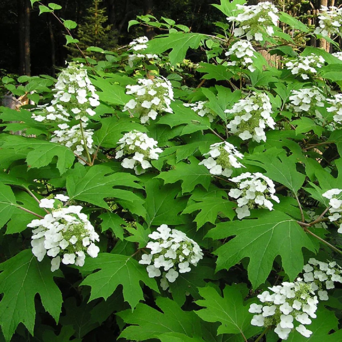 Oakleaf Hydrangea Flower Seeds for Planting Heirloom, Non-GMO, Easy to Grow, Perennial