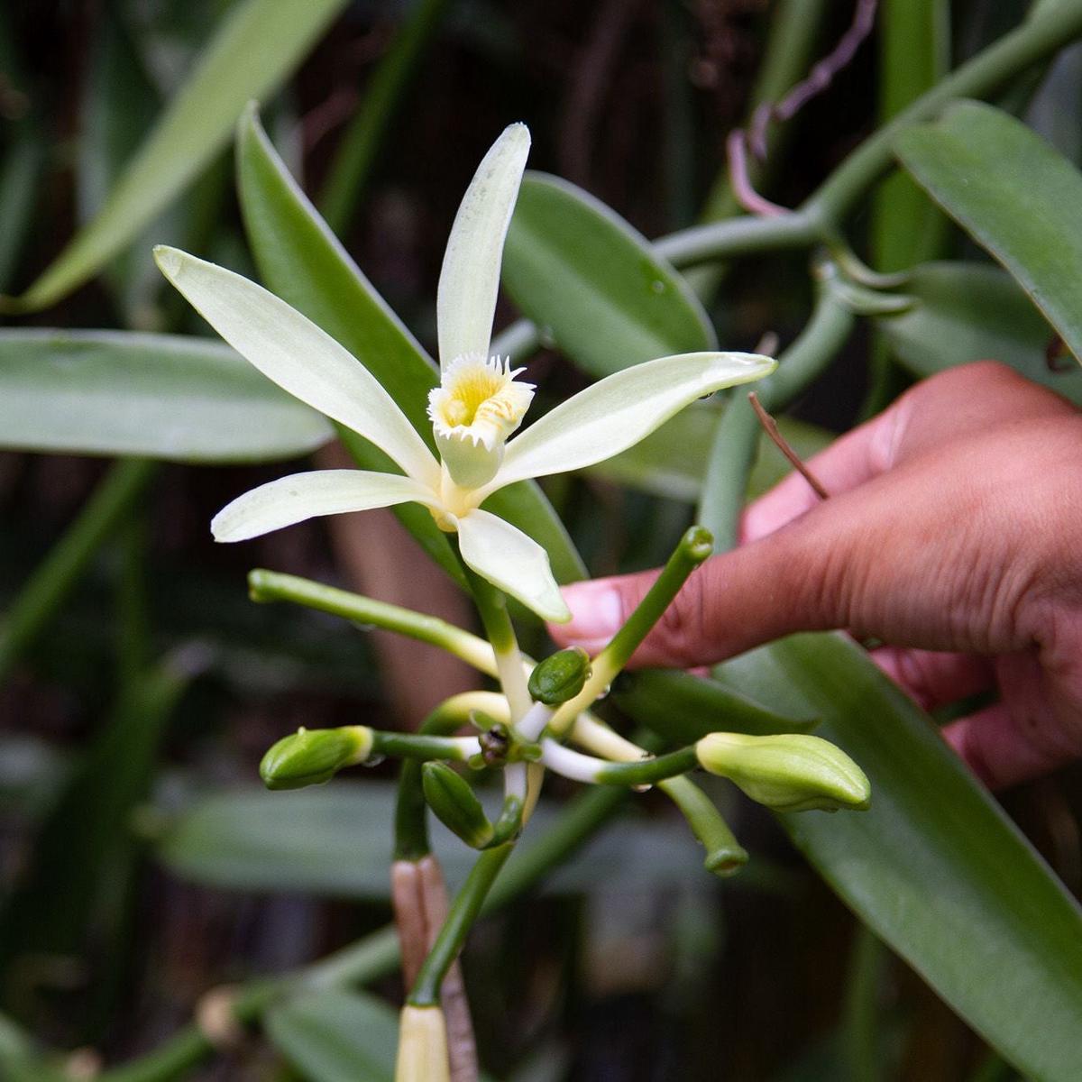 Planifolia Orchid Vanilla, Vanilla Orchid