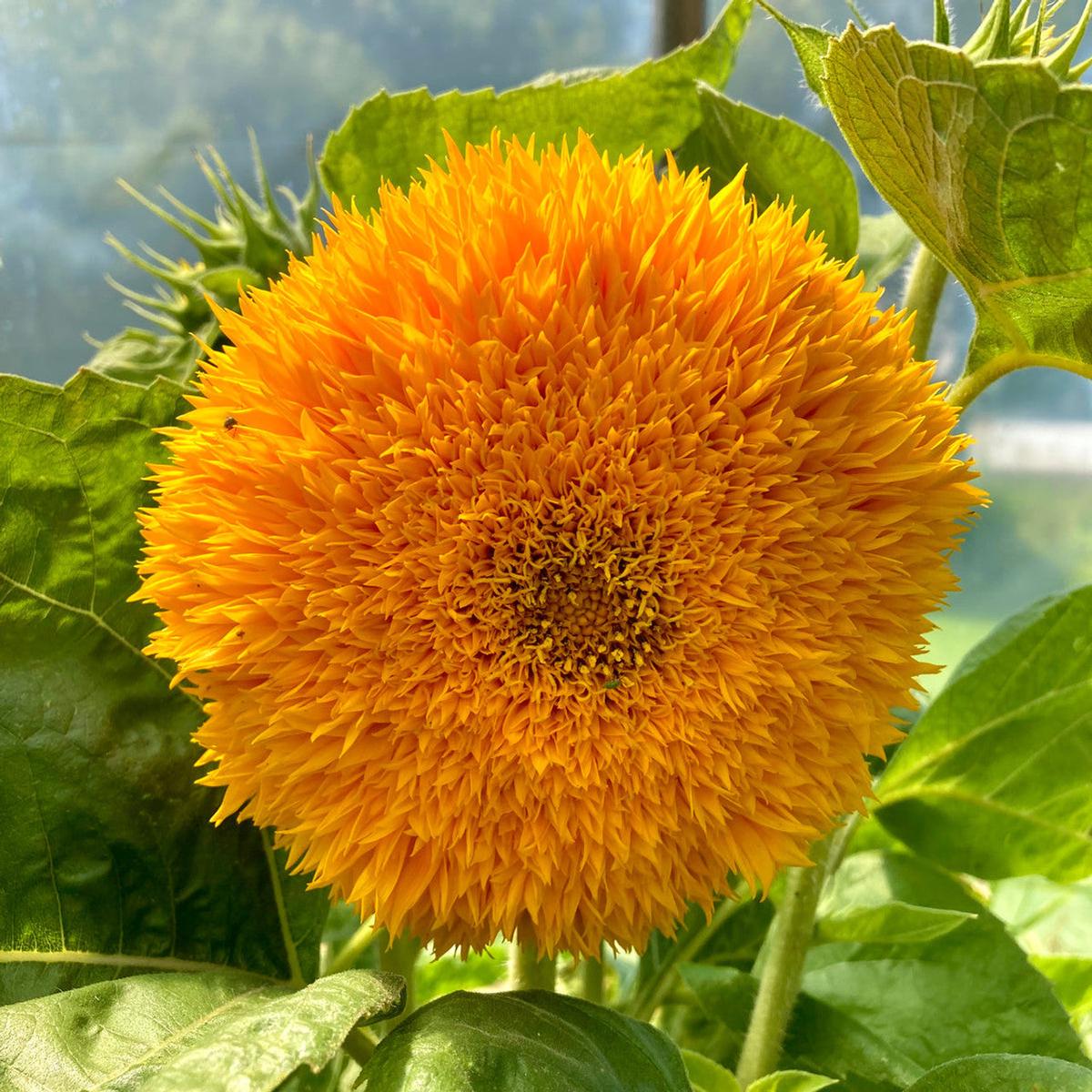 Teddy Bear Dwarf Sunflower Seeds for Planting Heirloom, Non-GMO, Easy to Grow, Annual