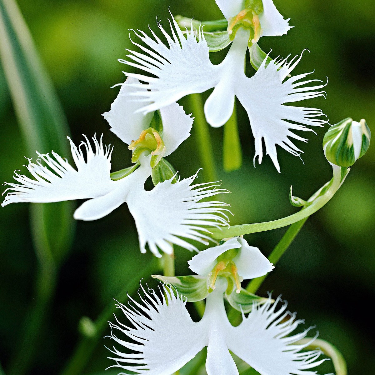 ]White Orchid Garden Terrace Flower Seeds for Planting Heirloom Non-GMO High Germination Organic Seeds