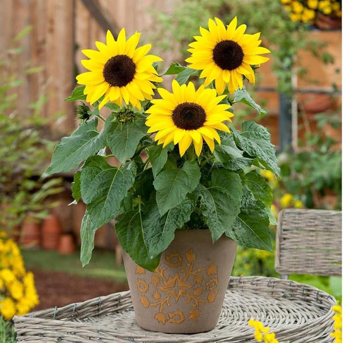Yellow Mini Sunflower Seeds for Planting Perfect for Garden Growth