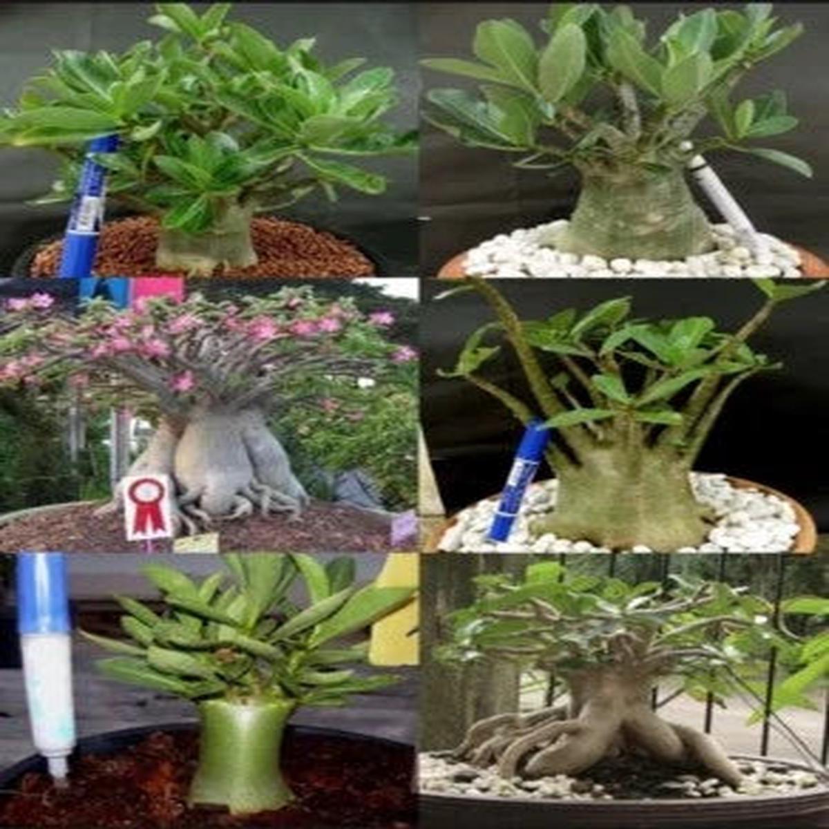 Adenium Arabicum Mixed Types Desert Rose Heirloom Non Gmo Flower Seeds Home Garden Planting,