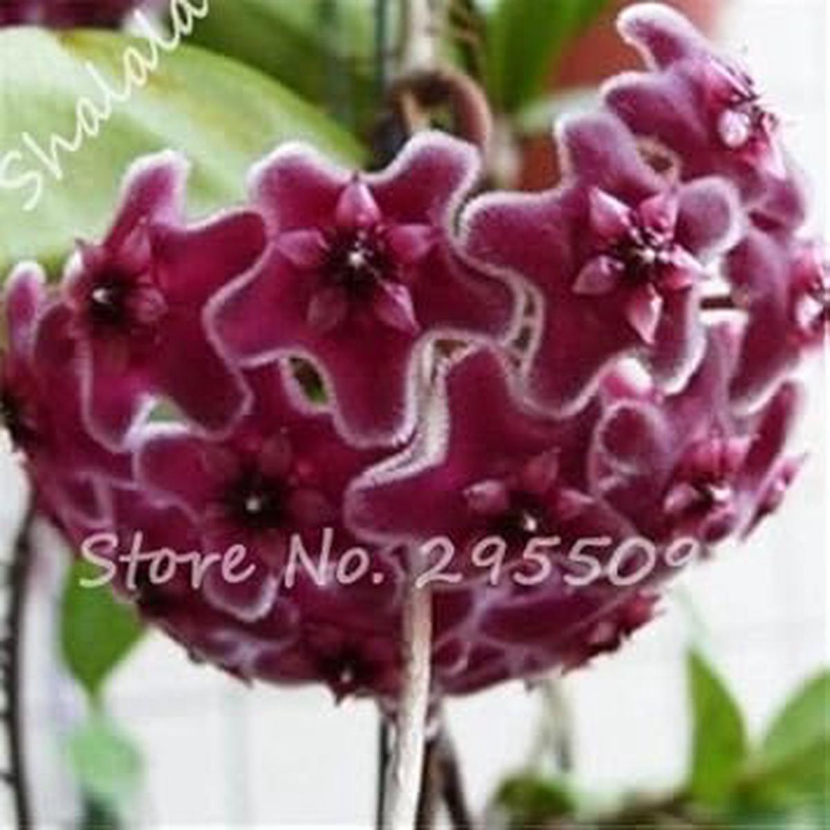Chestnut Brown Hoya Flower - Heirloom, Non - Gmo Seeds