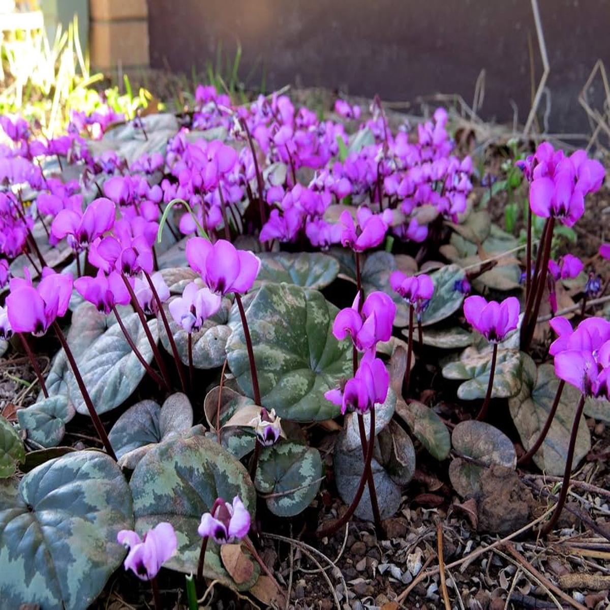 Cyclamen Coum (Winter Flowers, Pink/Cerise) Fresh Seeds