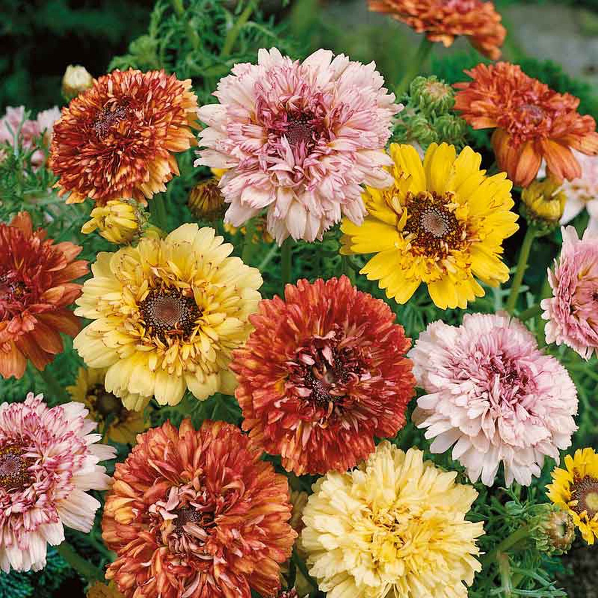 Daisy Seeds (Painted) - Dunnetti Mix