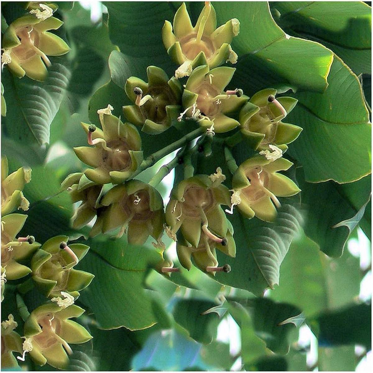 Duabanga Grandiflora Orchid Tree Seeds