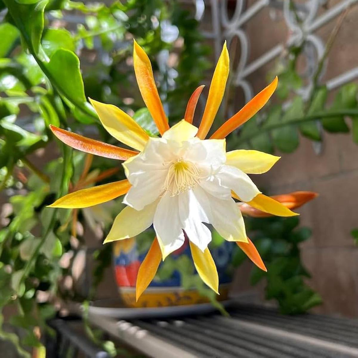 Epiphyllum Anguligar Seeds Heirloom, Non-GMO, Sun Loving