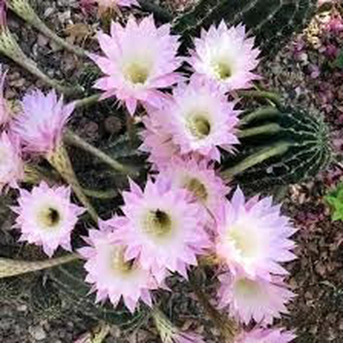 Kakteen Flower seeds for Planting Seasonal Bloomer Heirloom & GMO Free Seeds for Home Garden Sale