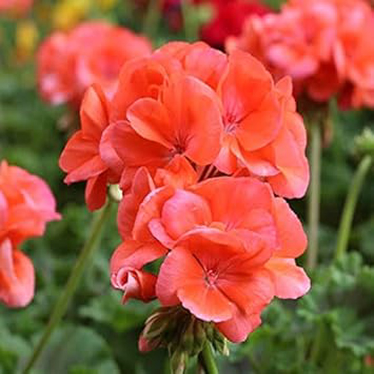 Light Red Pelargonium Flower Seeds for Planting Non-GMO, High Germination Organic Garden Seeds