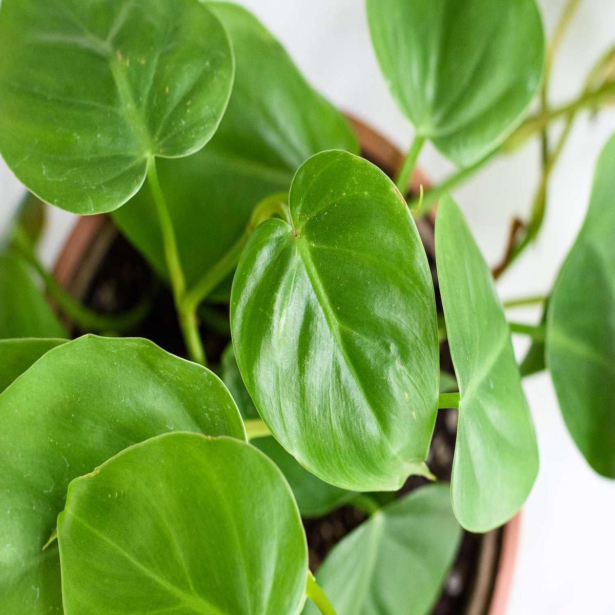 Philodendron Plant Seeds for Planting 100 pcs, Heirloom, Non-GMO, High Germination Organic Seeds