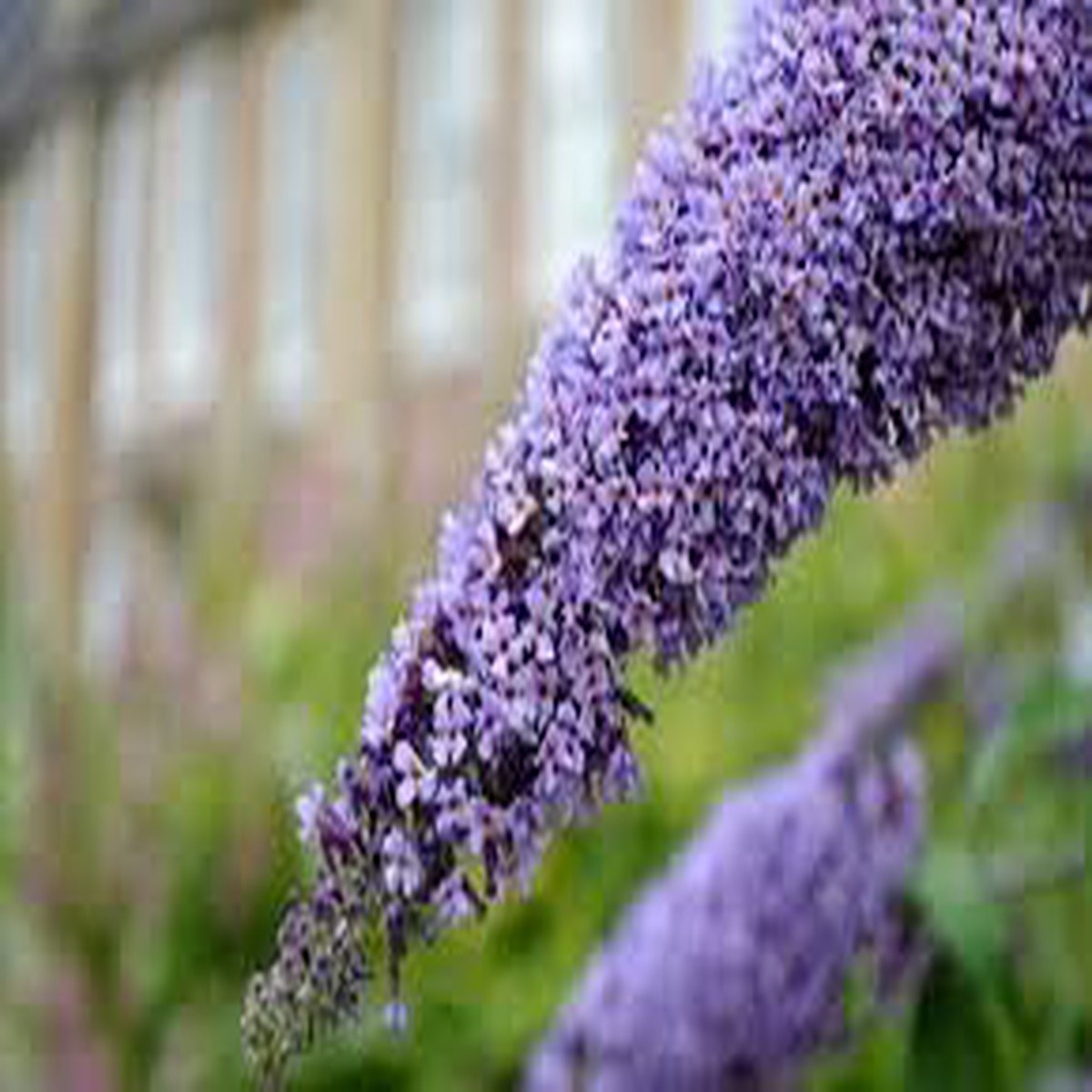 Violet Buddleja Plant Seeds for Planting - NON GMO Seeds