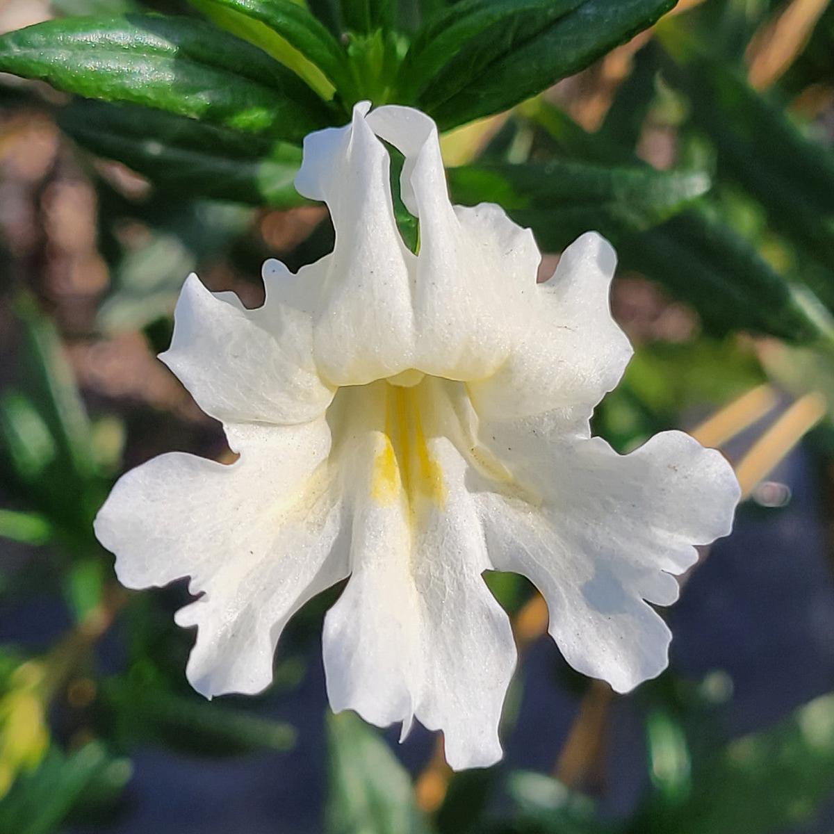 White Mimulus Flower Seeds for Planting Heirloom, Non-GMO, High Germination Organic Garden Seeds