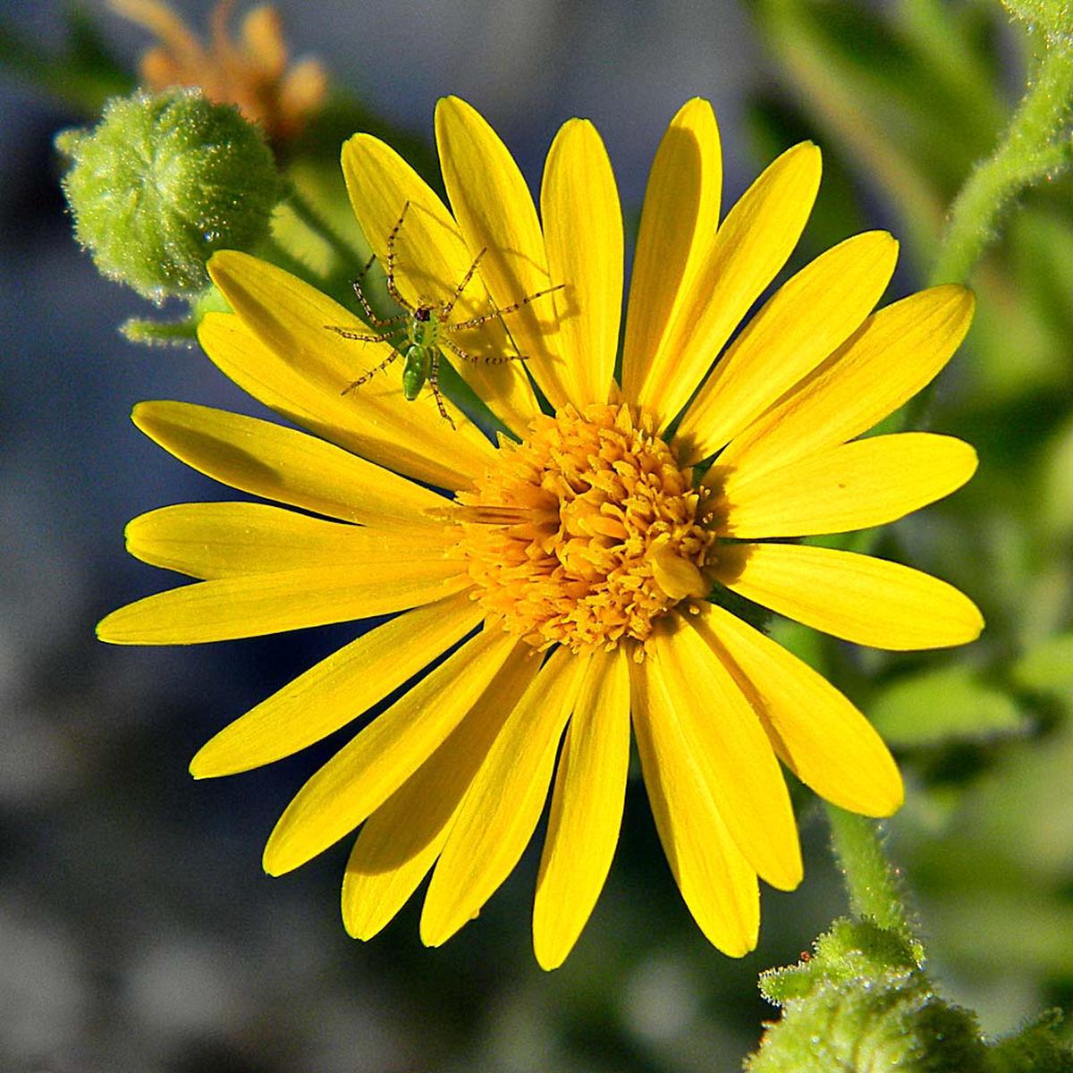 Yellow Aster Flower Seeds for Planting Heirloom, Non-GMO, High Germination Organic Garden Seeds