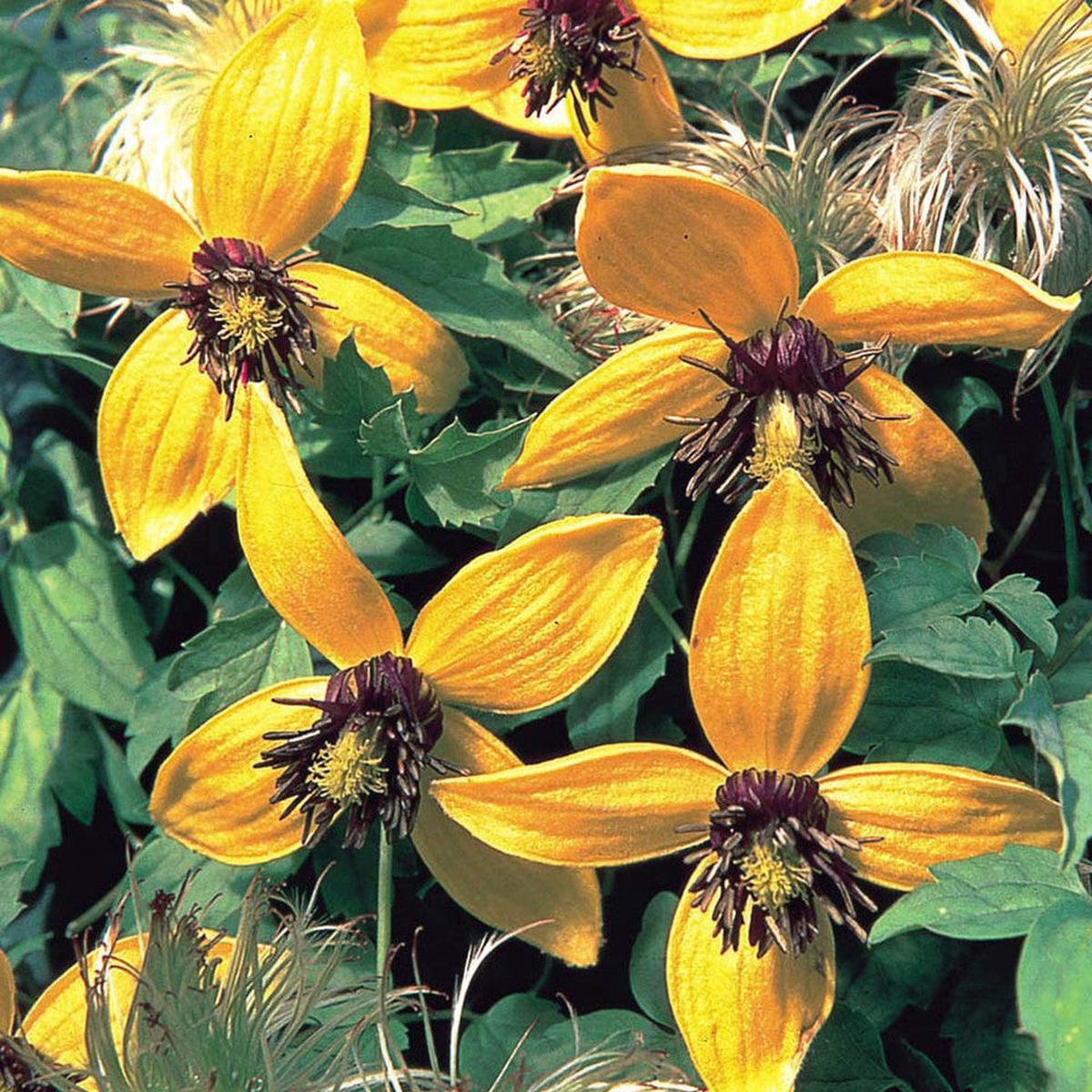 Yellow Tangutica Flower Seeds for Planting  Heirloom, Non-GMO, High Germination Organic Garden Seeds
