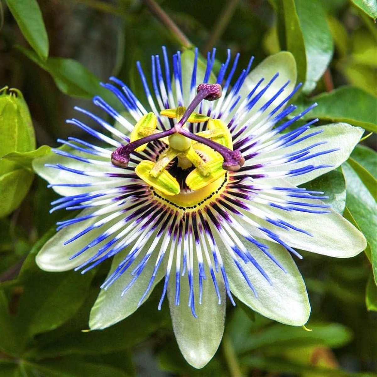 Blue Passionflower Seeds Passiflora Caerulea for Tropical Climbing Vine Planting