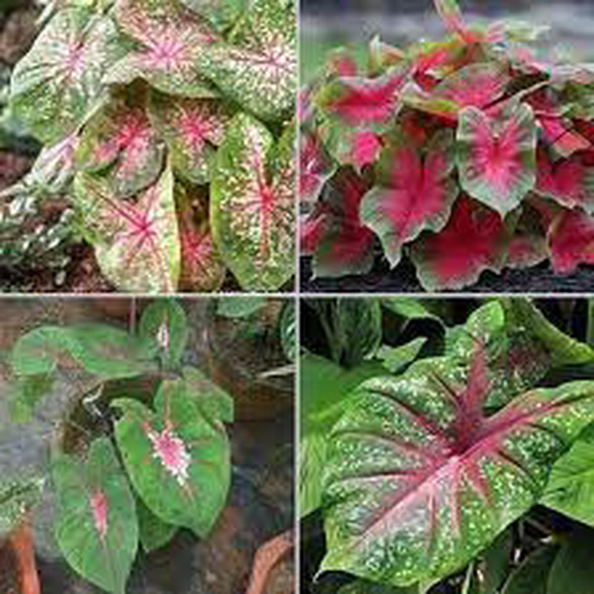 Caladium Teal Mix Flower Seeds Heirloom, Non-GMO Flower Seeds for Planting