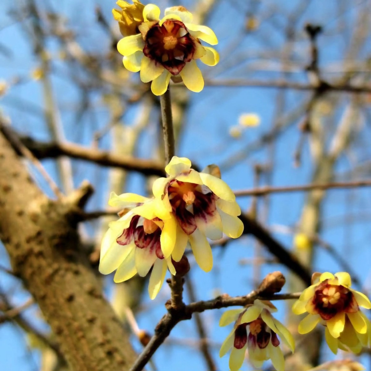 Chimonanthus Wintersweet Flower Seeds Heirloom, Non-GMO Flower Seeds for Planting