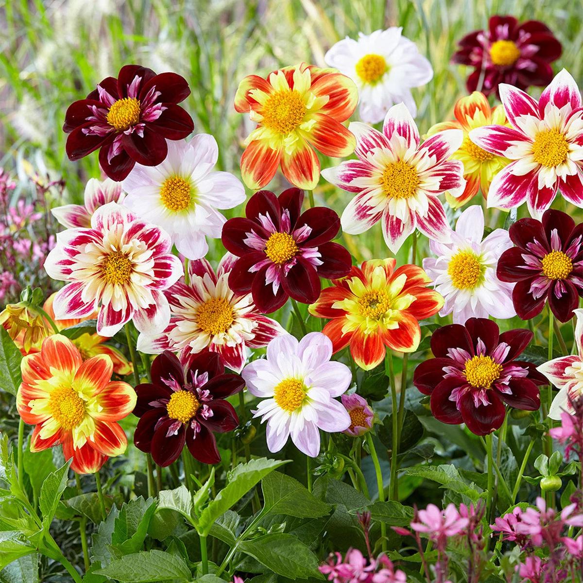 Collarette Dahlia Flower Seeds for Planting Heirloom, Non-GMO, Easy to Grow, Annual