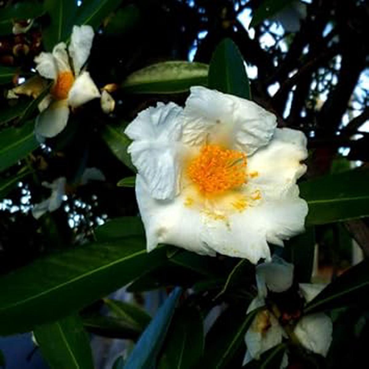 Egg Flower Seeds for Garden Planting Heirloom, Non-GMO Bright Bloom Variety