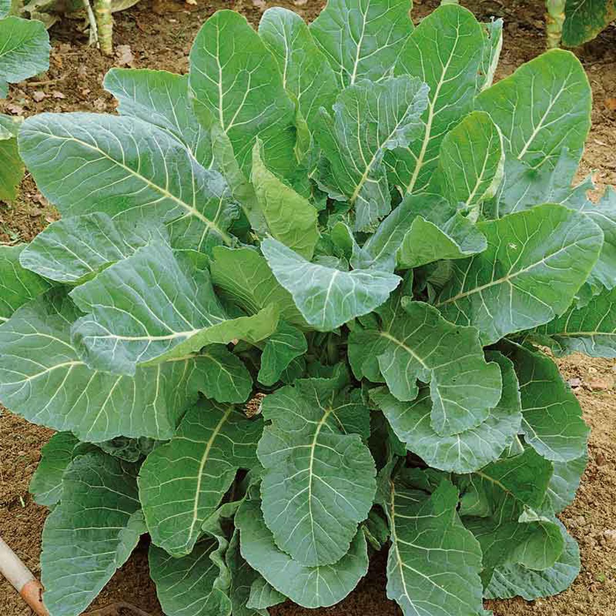 Green Collard Greens Plant Seeds for Planting Heirloom, Non-GMO Seeds for Healthy Garden Harvests