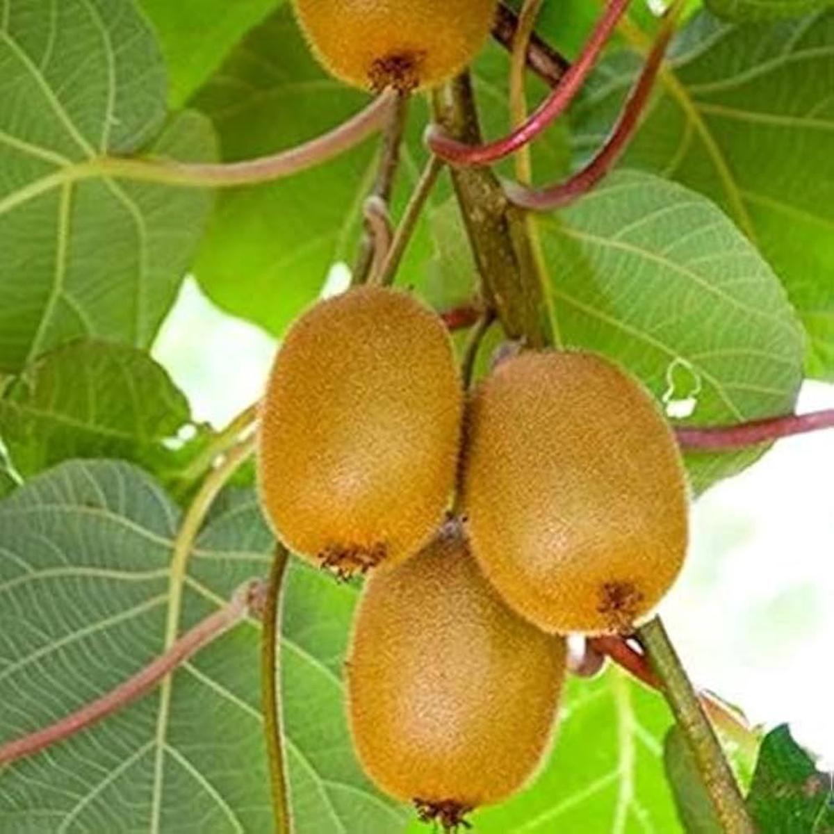 Kiwi Vine Seeds for Planting Actinidia deliciosa for trellises and home gardens