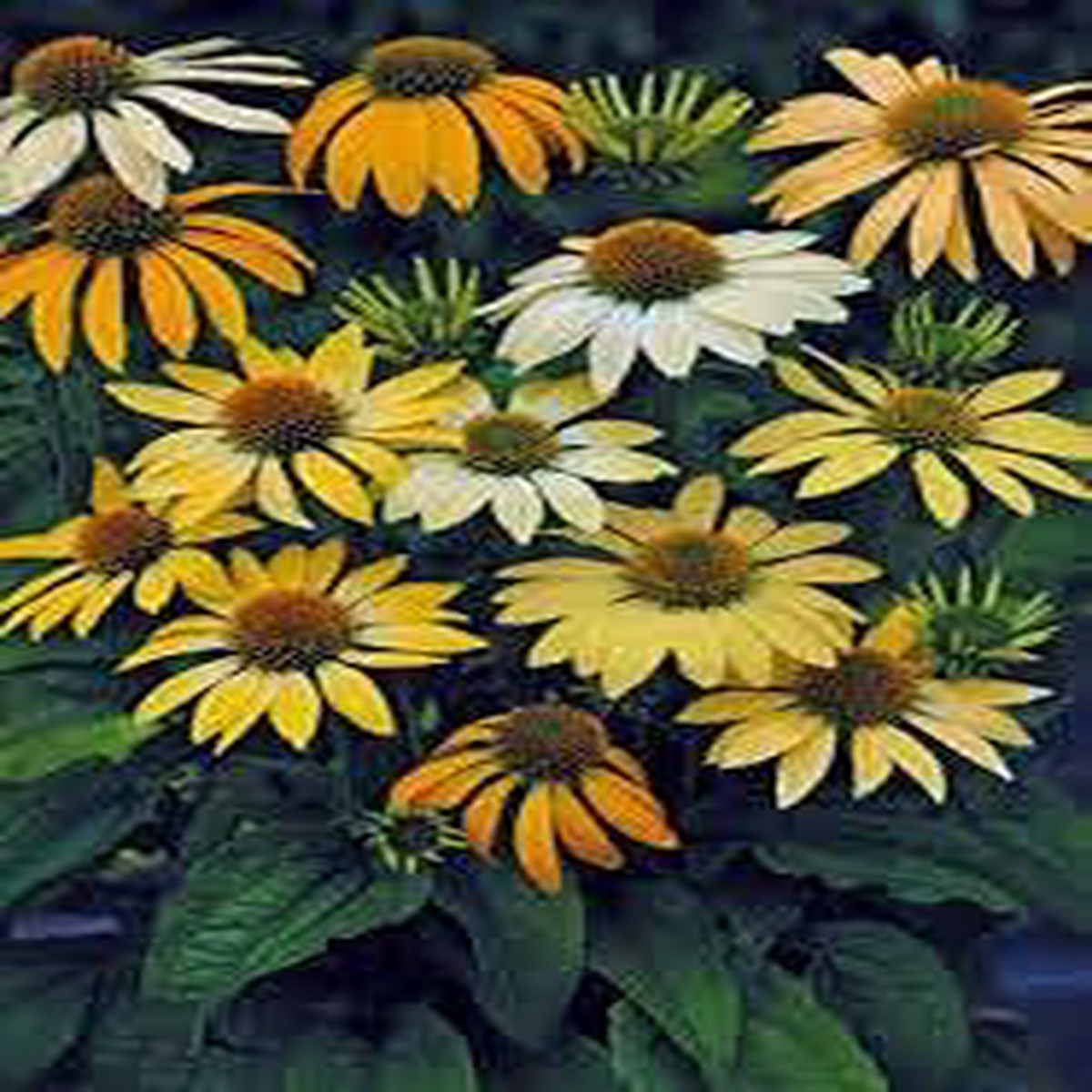 Mild Yellow Sun Hat - Heirloom, Non - Gmo Seeds