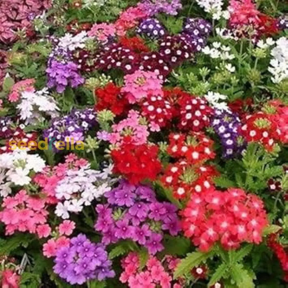 Mixed-Color Verbena Flower Seeds for Planting