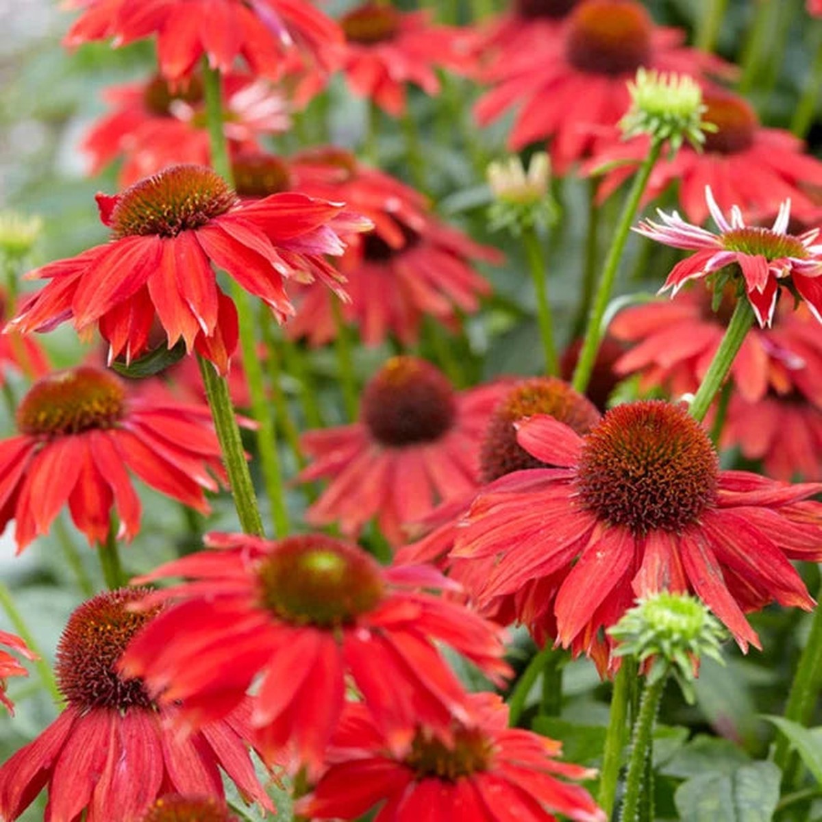Red Echinacea Coneflower For Planting Heirloom To Attract Pollinators Butterflies Flower Seeds for