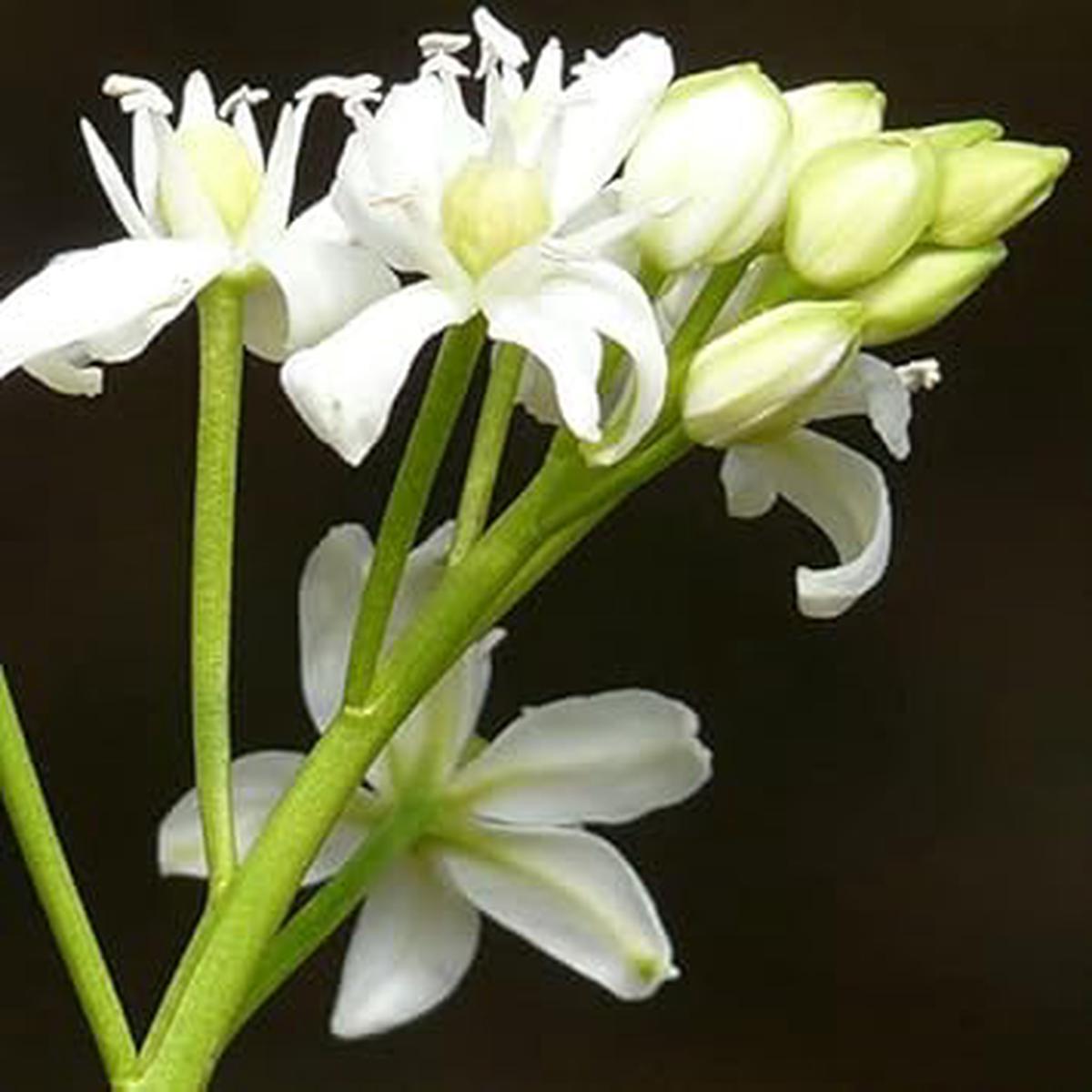 Scilla Siberica Seeds for Planting Organic, Heirloom, Non-GMO Flower Seeds
