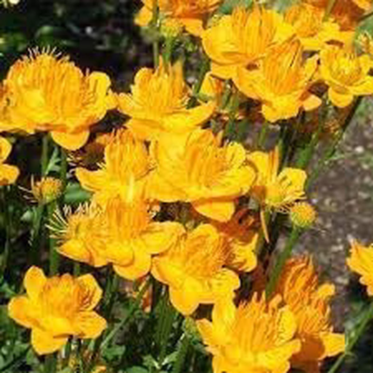 Trollius Flower Seeds for Planting - Heirloom, Non-GMO, High Germination Organic Garden Seeds
