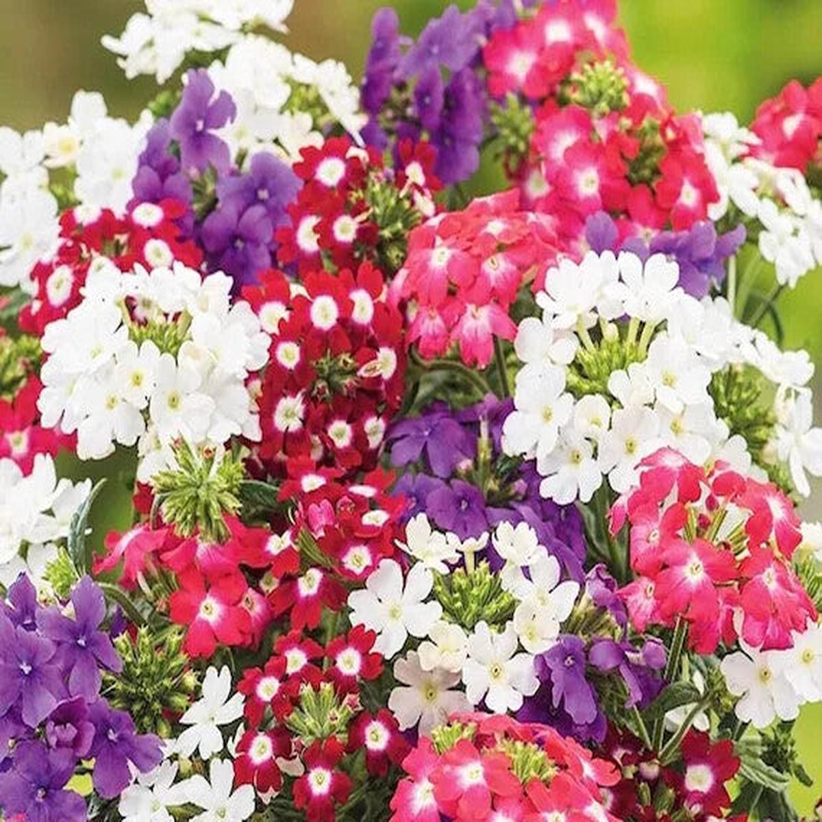 Vervain Flower Seeds for Planting Heirloom Non-GMO, High Germination Organic Garden Seeds