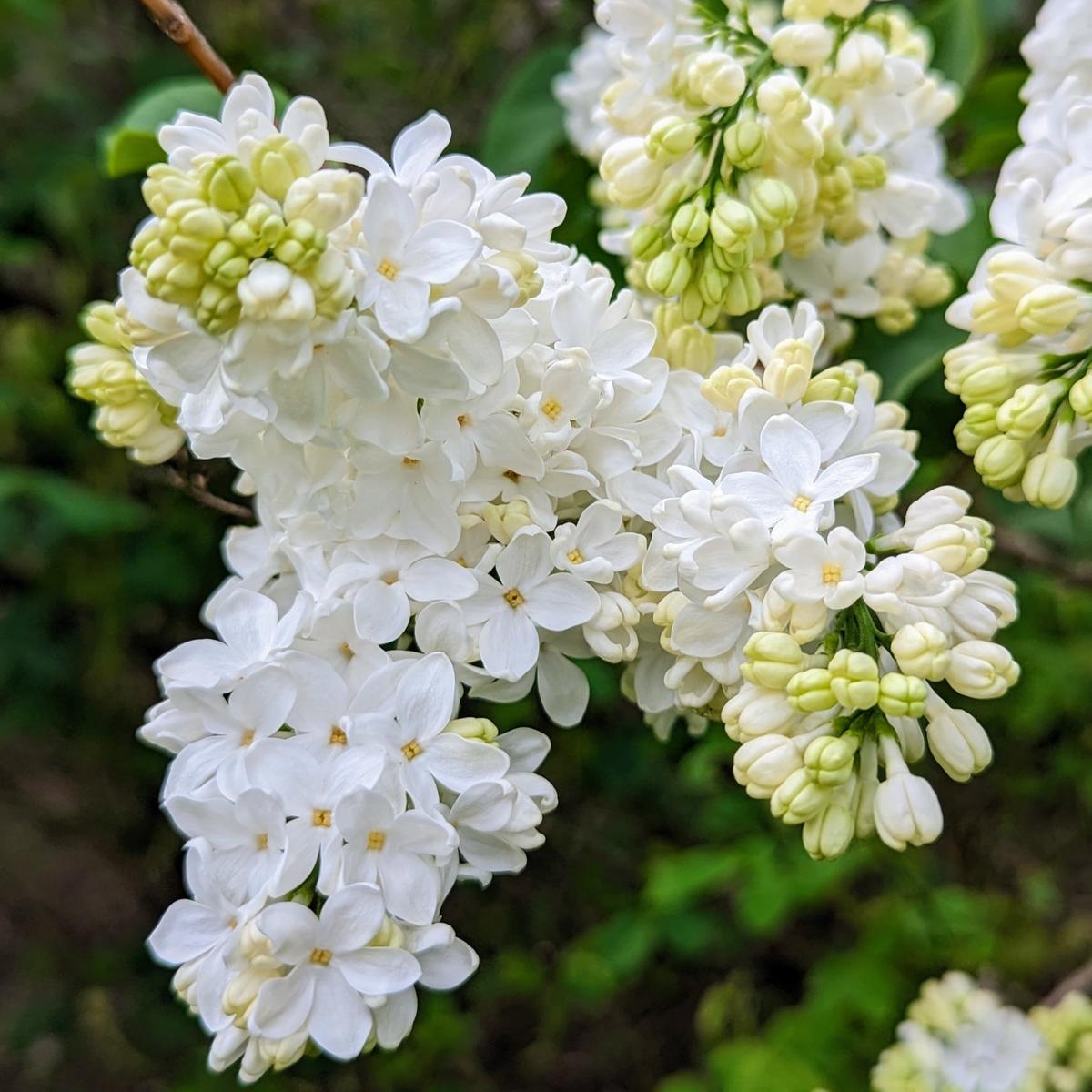 White Lilac Flower Seeds for Planting Heirloom, Non-GMO, Perennial, Spring Blooms