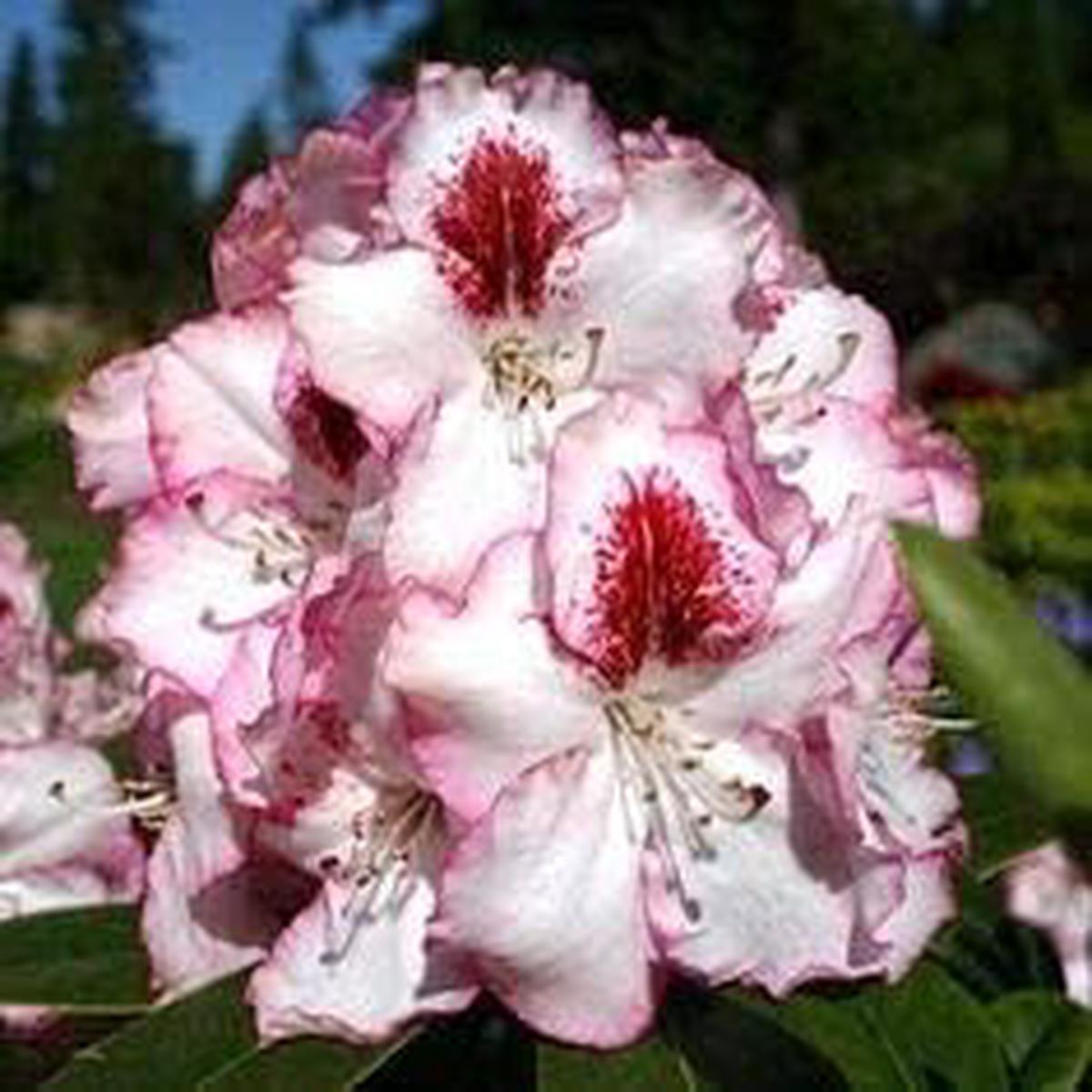 White Maroon Rhododendron Flower Seeds for Planting Heirloom, Non-GMO, Organic